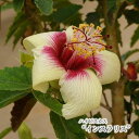 ハイビスカス インスラリス 原種系■　特徴学名：Hibiscus insularis 科名・属名：アオイ科・フヨウ属 非耐寒性常緑低木 原産地：オーストラリア 開花時期：6月〜10月 花の寿命はほとんど1日限りですが、大輪の品種や涼しい季節は2日もつことがあります。 ハイビスカスの原種系品種。 オーストラリア原産の絶滅危惧種。 クリーム色の花弁に中心が赤色の花が特徴です。■　置き場所日光がよく当たる場所を好みます。 ※日当たりが悪いと花付きが悪くなります。 ただし、夏に株が弱っているときは半日陰へ移動させるとよいでしょう。 冬はガラス越しの日光が当たる暖かい室内で管理してください。 ※最低気温が10℃以下になる前に、室内に取り込んでください。 5月から10月までは庭植えにすることができ、霜がほとんど降りないような地域では戸外でも冬越しします。 ◆4〜5号サイズの鉢に植え替えることをおすすめします。◆■　水やり春から秋は鉢土の表面が乾いたらたっぷりと与えます。 特によく開花しているときは水分の吸収が盛んなので、水切れに注意してください。冬は控え気味に管理します。■　サイズ・その他9cmポット ◆1枚目の写真は、開花イメージとなります。 ◆苗の大きさに個体差がございますので、ご了承の上お買い求めください。 ◆入荷時期によっては花芽が付いていない場合がございますのでご了承ください。 ◆植物の特性上、葉傷や多少の病斑等ある場合がございますが、生育には問題ありませんので、ご理解の上お買い求めください。 ※モニターの発色の具合によって実際のものと色が異なる場合があります。