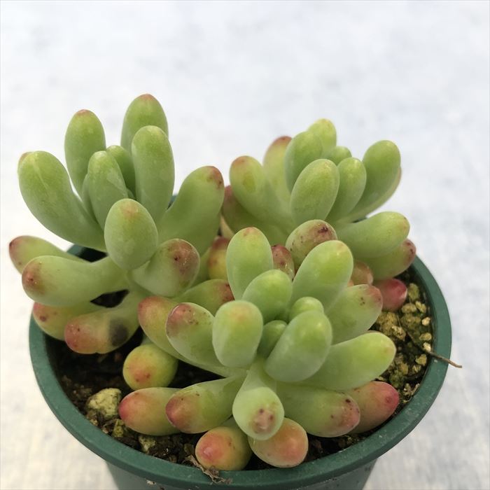 多肉植物 セダム 乙女心 6cmポット 観葉植物 インテリア ssfのサムネイル