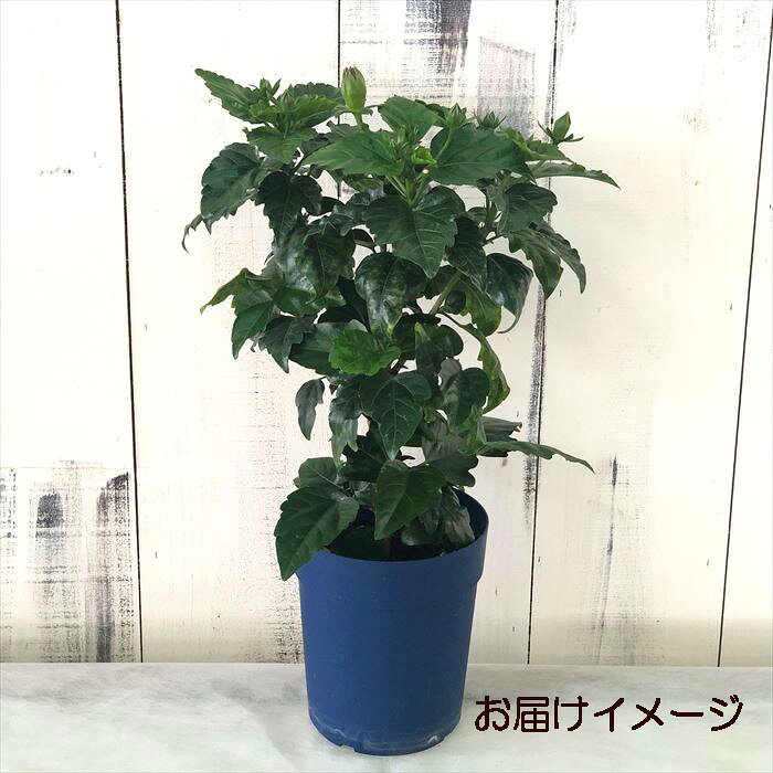 【予約販売】 ハイビスカス ニューロングライフシリーズ アドニスイエロー 5号 鉢植え ogc 5月下旬以降発送
