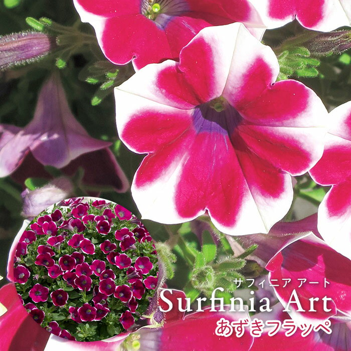 【予約販売】 サフィニア アート あずきフラッペ 登録品種 4号ポット ペチュニア h&l 花苗 ガーデニング hls 4月中旬以降発送のサムネイル
