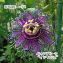 耐寒性トケイソウ パッシフローラ インセンス■　特徴学名：Passiflora‘Incense’ 科名：トケイソウ科 属名：トケイソウ属 つる性の常緑多年草。 耐寒温度：-8℃ 開花期：春〜夏 半耐寒性のトケイソウ。 夏咲きの代表品種。花には良い香りがあり丈夫で育てやすい品種です。 主に観賞用ですが、クダモノトケイソウとして実を食用にもできます。 グリーンカーテンとしてもおすすめです。■　管理方法日光がよく当たる場所を好みます。 つる性なので、支柱などに絡ませて育ててください。 つるはなるべく長く伸ばし、開花を促します。 株に力が付くと、春から秋まで長期間開花します。 生育適温は20℃〜30℃です。■　水やり・肥料【水やり】 土の表面が乾いたらたっぷりと与えてください。 夏場は水切れに注意して、1日2回（朝と夕方）与えてください。 【肥料】 春から秋の成長期に、緩効性肥料を置き肥してください。 室内で冬越しをさせる場合は、10日に1回程度液肥を施してください。■　サイズ・その他9cmポット ※鉢の色や形状は変わる場合がございます。 ※1枚目の画像は成長時のイメージです。 ※株の状態は発送時期によりばらつきがございますので、ご了承の上お買い求めください。 ※株には個体差がございますのでご了承の上お買い求めください。 ※モニターの発色の具合によって実際のものと色が異なる場合がございます。 ※植物の特性上、葉傷や多少の病斑等ある場合がございますが、生育には問題ありませんので、ご理解の上ご購入下さい。