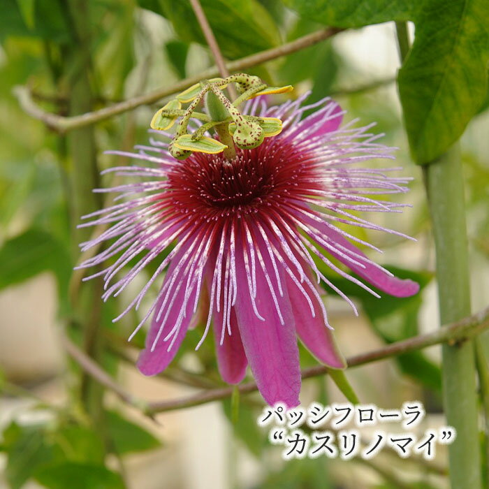 【予約販売】パッシフローラ カスリノマイ 絣の舞 9cmポット トケイソウ 時計草 パッションフラワー 花苗 庭木 ガーデニング ekz 6月下旬以降発送のサムネイル