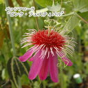 トケイソウ パッシフローラ ピンクフェスティバル■　特徴学名：Passiflora ‘Pink Festival’ 科名：トケイソウ科 属名：トケイソウ属 つる性の常緑多年草。 耐寒温度：8℃以上 開花期：春〜秋 最も美しい品種の一つと言われている、ピンク色の花が魅力的な品種。 グリーンカーテンとしてもおすすめです。■　管理方法日光がよく当たる場所を好みます。 冬場は明るい室内に移動させてください。 つる性なので、支柱などに絡ませて育ててください。 つるはなるべく長く伸ばし、開花を促します。 株に力が付くと、春から秋まで長期間開花します。 生育適温は20℃〜30℃です。■　水やり・肥料【水やり】 土の表面が乾いたらたっぷりと与えてください。 夏場は水切れに注意して、1日2回（朝と夕方）与えてください。 【肥料】 春から秋の成長期に、緩効性肥料を置き肥してください。 室内で冬越しをさせる場合は、10日に1回程度液肥を施してください。■　サイズ・その他9cmポット ※鉢の色や形状は変わる場合がございます。 ※1枚目の画像は成長時のイメージです。 ※株の状態は発送時期によりばらつきがございますので、ご了承の上お買い求めください。 ※株には個体差がございますのでご了承の上お買い求めください。 ※モニターの発色の具合によって実際のものと色が異なる場合がございます。 ※植物の特性上、葉傷や多少の病斑等ある場合がございますが、生育には問題ありませんので、ご理解の上ご購入下さい。