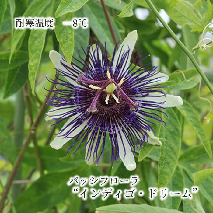 【まもなく予約締切】【予約販売】 パッシフローラ インディゴドリーム 9cmポット 耐寒性トケイソウ 時計草 パッションフラワー 花苗 庭木 ガーデニング ekz 5月下旬以降発送のサムネイル