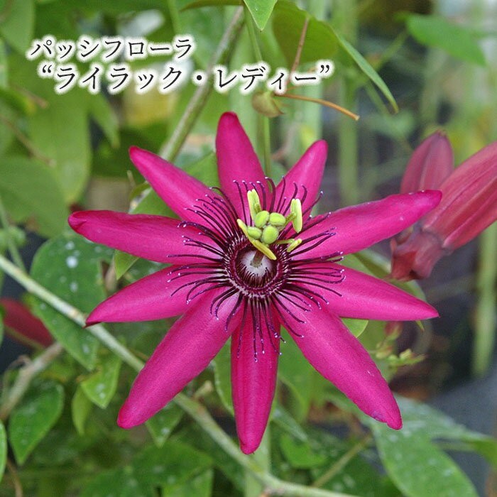 【まもなく予約締切！次回は来年】【予約販売】 パッシフローラ ライラックレディー 9cmポット トケイソウ 時計草 パッションフラワー 花苗 庭木 ガーデニング ekz 6月下旬以降発送のサムネイル