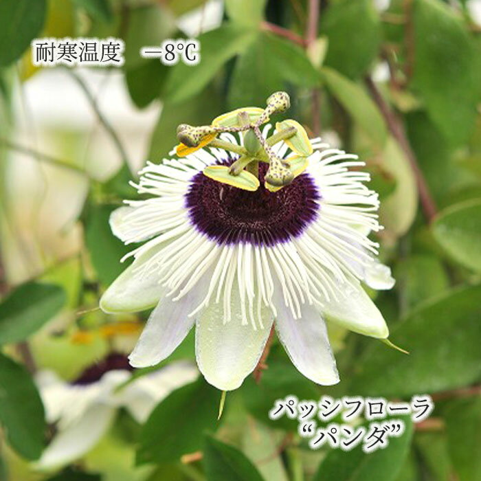 【予約販売】パッシフローラ パンダ 9cmポット 耐寒性トケイソウ 時計草 パッションフラワー 花苗 庭木 ガーデニング ekz 6月下旬以降発送のサムネイル