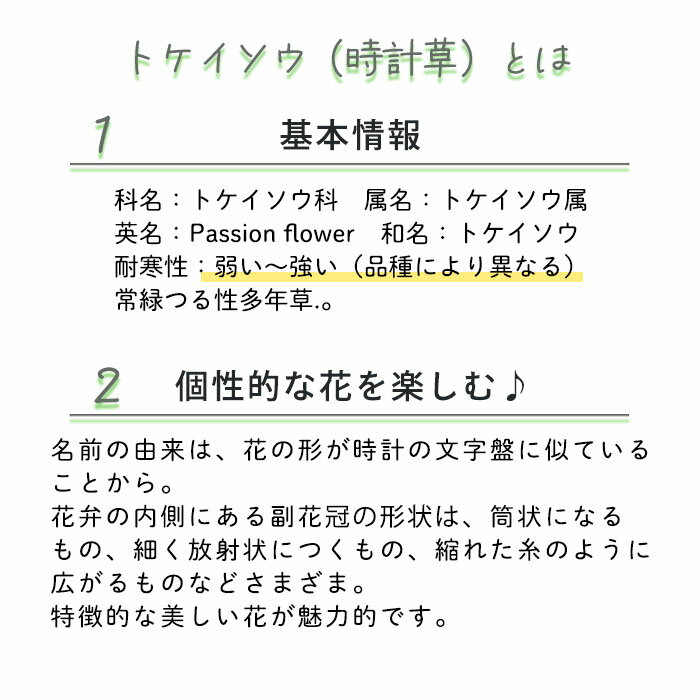 【予約販売】パッシフローラ パンダ 9cmポット 耐寒性トケイソウ 時計草 パッションフラワー 花苗 庭木 ガーデニング ekz 6月下旬以降発送 2