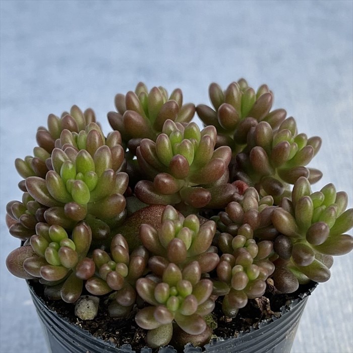 多肉植物 セダム 大型レッドベリー 6cmポット 観葉植物 インテリアのサムネイル