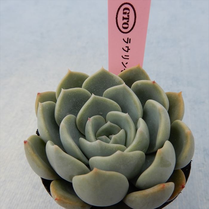 多肉植物 エケベリア ラウリンゼ×シャビアナペレグリナ 6cmポット 観葉植物 インテリア GTOのサムネイル