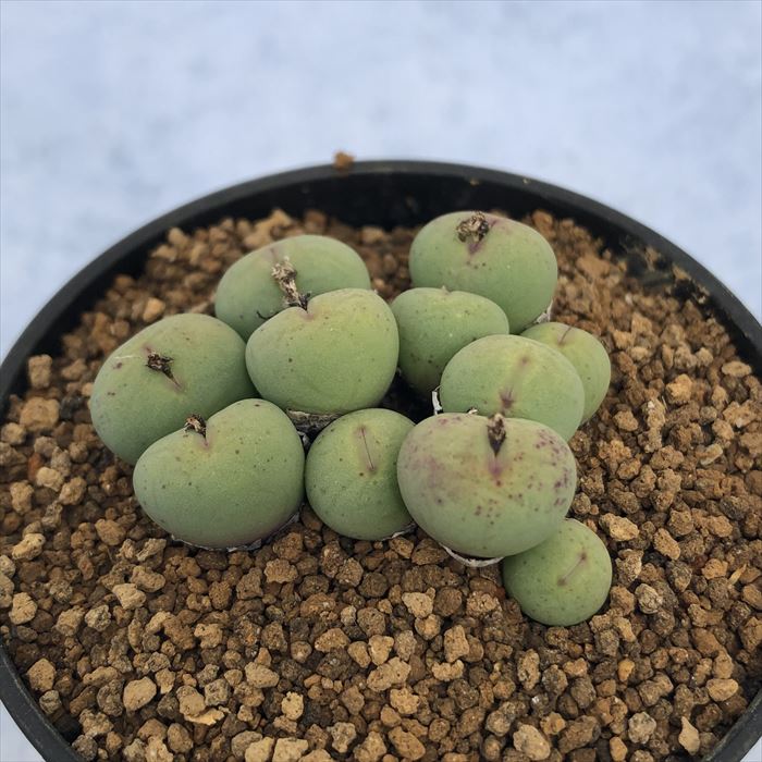 多肉植物 コノフィツム パゲアエ 2.5号鉢 観葉植物 インテリア osdのサムネイル