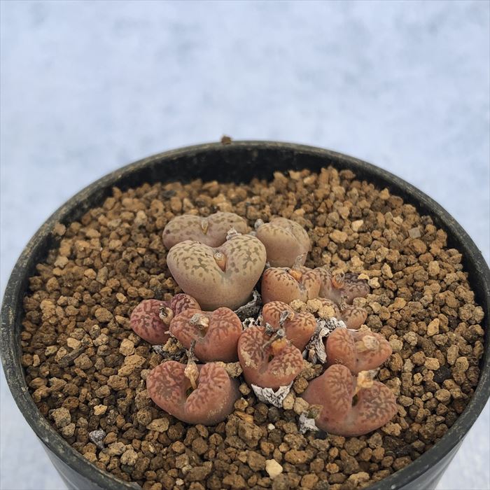 多肉植物 コノフィツム ペルシダム v.ネオハリー springbok 2.5号鉢 観葉植物 インテリア osdのサムネイル