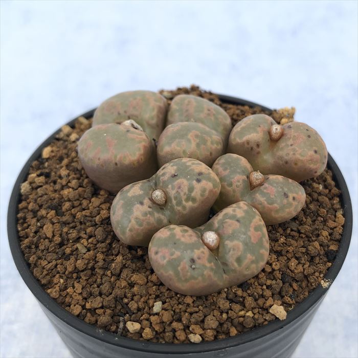 多肉植物 コノフィツム ペルシダム TS821 6km SE Concordia 2.5号鉢 観葉植物 インテリア osdのサムネイル