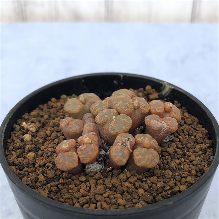 多肉植物 コノフィツム ペルシダム Die Drif 2.5号鉢 観葉植物 インテリア osdのサムネイル