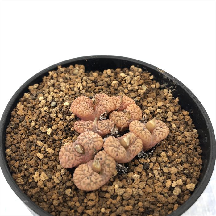 多肉植物 コノフィツム ペルシダム v.ネオハリー No.1F 2.5号鉢 観葉植物 インテリア osdのサムネイル