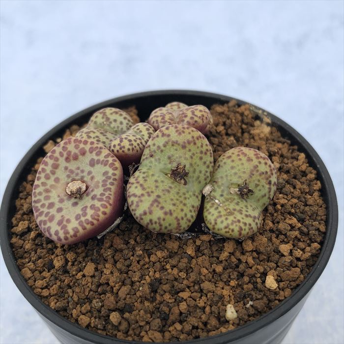 多肉植物 コノフィツム オブコルデルム セレシアナム実生 2.5号鉢 観葉植物 インテリア osdのサムネイル