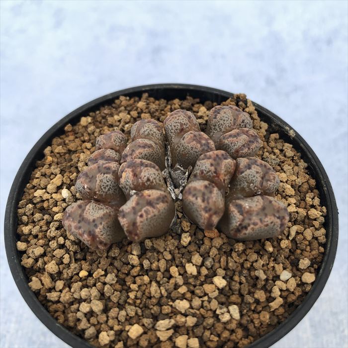 多肉植物 コノフィツム ペルシダム Messelpad 2.5号鉢 観葉植物 インテリア osdのサムネイル