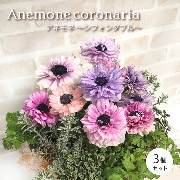 【予約販売】アネモネ シフォンダブル 10.5cmポット おまかせ3個セット 多年草 花苗 ガーデニング snk 2月中旬以降発送のサムネイル