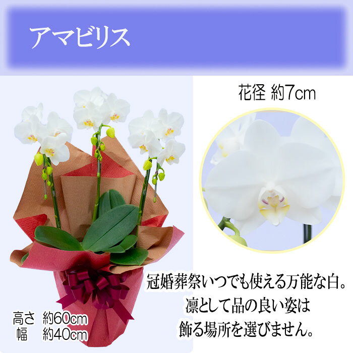 ギフト コチョウラン 3本立ち アマビリス 6号鉢 選べるラッピング 胡蝶蘭 洋ラン 洋蘭 鉢花 お歳暮 プレゼント latestplants-10004050 レイテストプランツ サンプル画像2