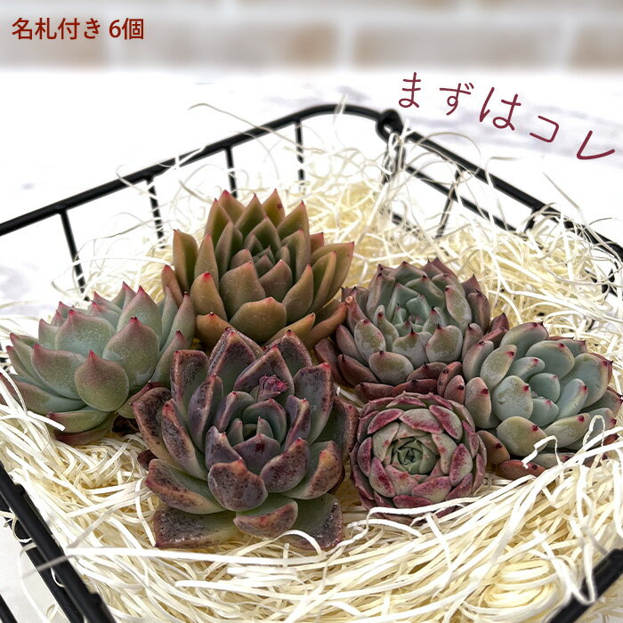 多肉植物 エケベリアカット苗 名札付き6個セット 寄せ植え 観葉植物 インテリア tocのサムネイル