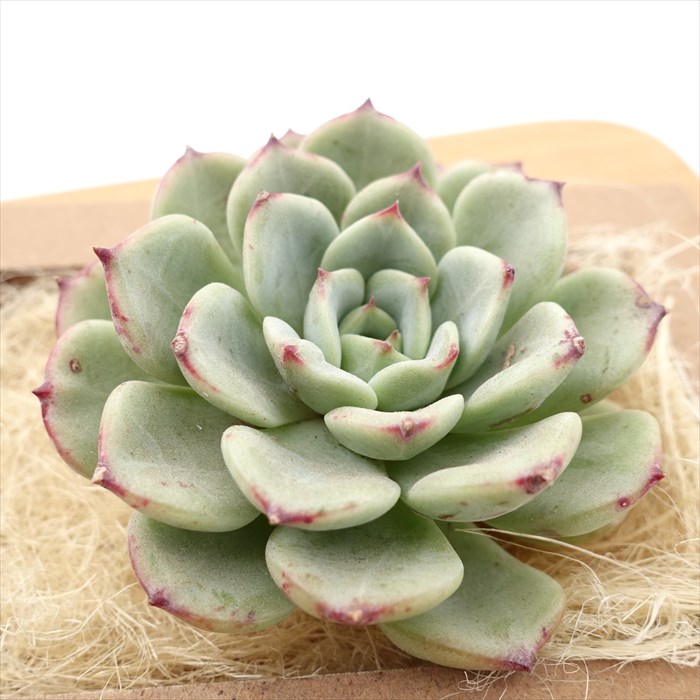 多肉植物 エケベリア シャルモン 韓国苗 抜き苗 カット苗 約6.5cm tps