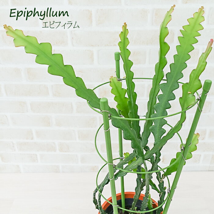 多肉植物 エピフィラム ハクビクジャク アングリガー 5号鉢 フィッシュボーンカクタス 観葉植物 サボテン インテリアのサムネイル