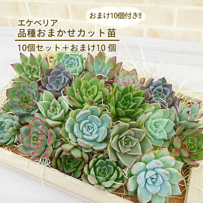 【スーパーセール限定】多肉植物 エケベリア 倍盛りセット 品種おまかせカット苗 10個+おまけ10個付き 名札なし 抜き苗 観葉植物 インテリアのサムネイル