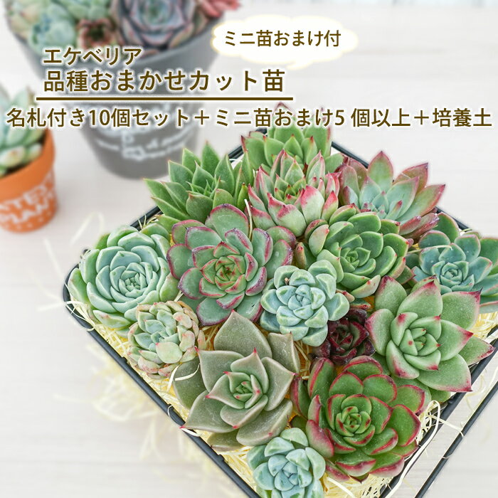 【スーパーセール限定】多肉植物 エケベリア 寄せ植え 品種おまかせカット苗 10個+おまけミニ苗5個+多肉植物専用培養土約0.5L付き 名札付き 抜き苗 観葉植物 インテリアのサムネイル