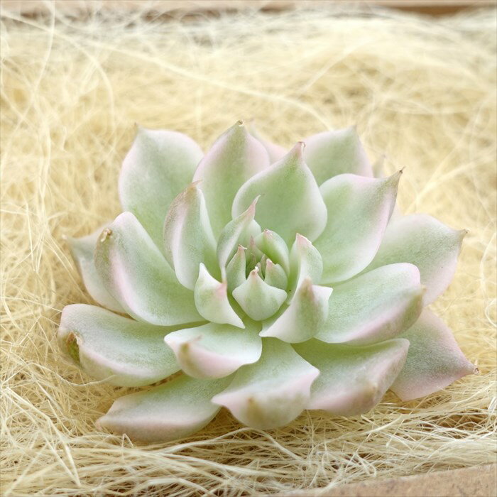 多肉植物 エケベリア マーガレットレッピン錦 韓国苗 抜き苗 カット苗 約3.5cm tpsのサムネイル