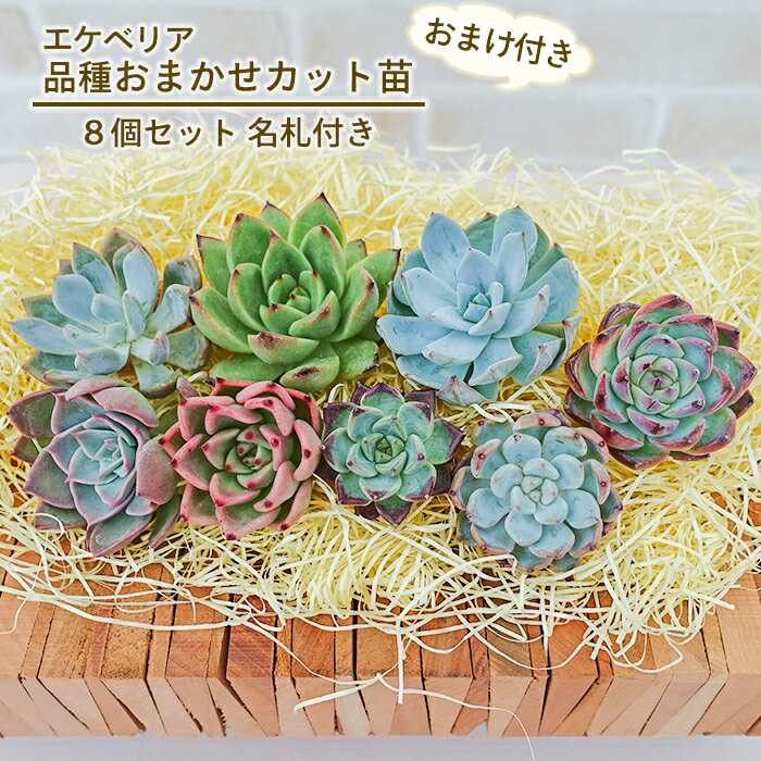 【お買い物マラソン限定】【8個セット＋さらに2個増量】多肉植物 エケベリア 名札付き品種おまかせカット苗 8個セット＋おまけ 観葉植物 インテリア tocのサムネイル