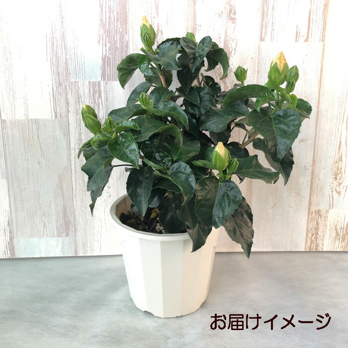 【予約販売】 ハイビスカスマンダリン 5号 鉢植え fru 5月下旬以降発送