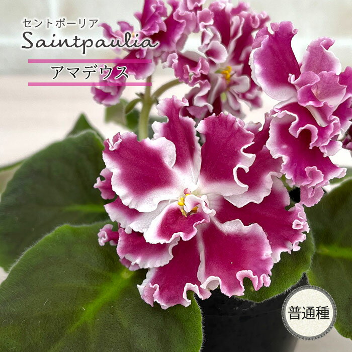 【予約販売】セントポーリア アマデウス 3号鉢 普通種 鉢花 インテリアグリーン ogr 11月中旬以降発送のサムネイル
