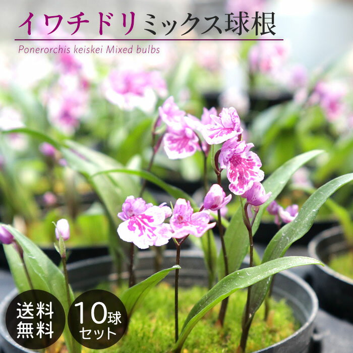 【予約販売】送料無料 イワチドリ ミックス球根 10球 福袋 山野草 岩チドリ 岩千鳥 bio 2月下旬以降発送