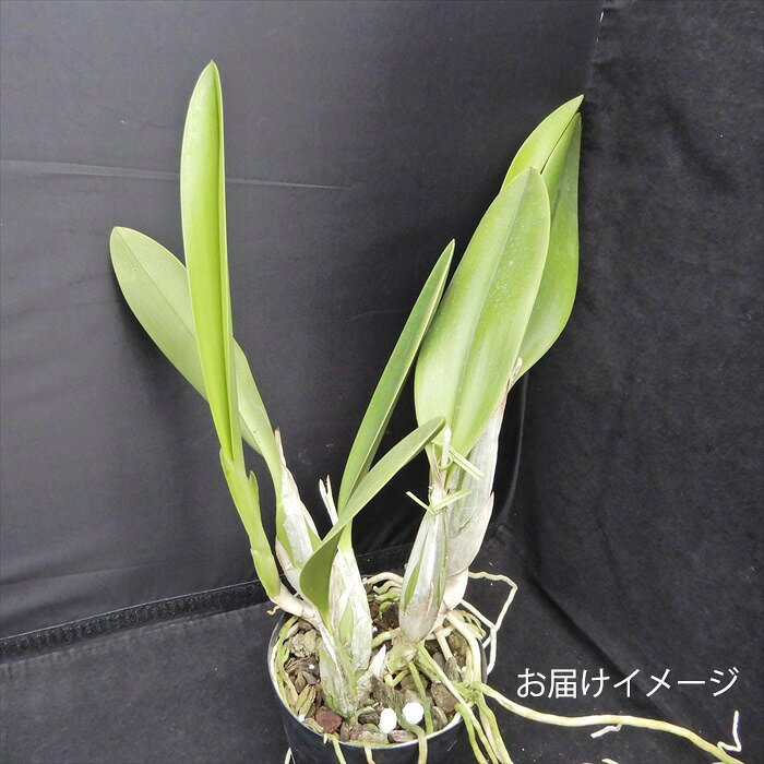 【予約販売】洋ラン【開花見込株】レリア アンセプス 3.5号鉢 洋蘭 インテリア tuk...