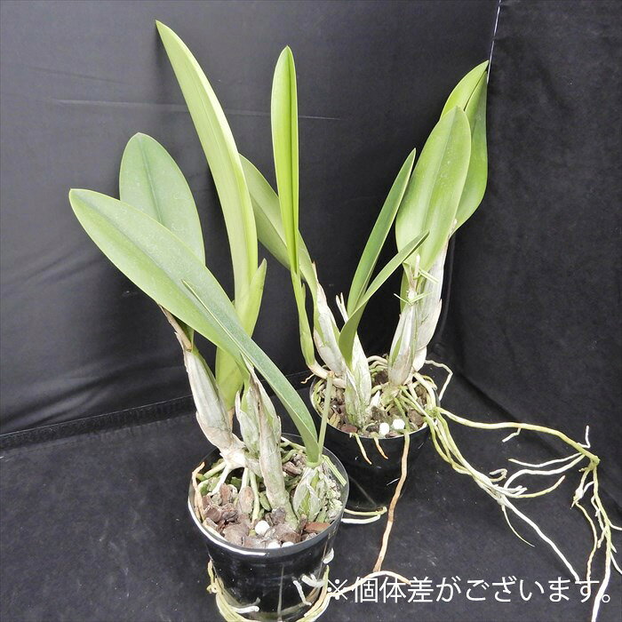 【予約販売】洋ラン【開花見込株】レリア アンセプス 3.5号鉢 洋蘭 インテリア tuk...