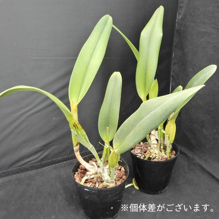 【予約販売】洋ラン【開花見込株】レリア アンセプスアルバ 3.5号鉢 洋蘭 インテリア tuk 6月上旬以降発送
