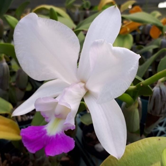 【予約販売】洋ラン【苗】カトレア スノウブラインド 3号鉢 洋蘭 インテリア tuk 3月中旬以降発送