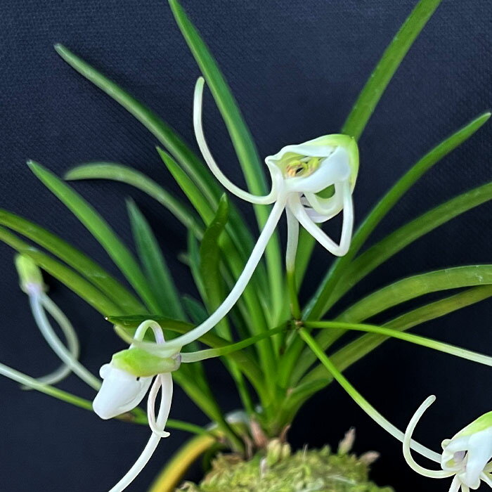 楽天市場】風蘭(観葉植物|花・観葉植物):花・ガーデン・DIY 楽天市場】風蘭(観葉植物|花・観葉植物):花・ガーデン・DIY