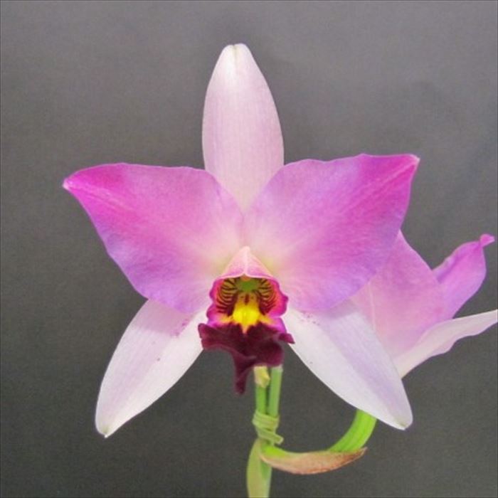 乐天商城 - 【予約販売】 洋ラン【開花見込株】レリア アンセプス’KGゲレーロ’ 原種 10.5cm素焼き鉢 洋蘭 インテリア yam 6月上旬以降発送