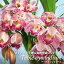 【予約販売】洋ラン【花芽付き】テーブルシンビジウム スィートシャワー リトルキャンディー 4号鉢 シンビジューム 洋蘭 インテリア sno 12月上旬以降発送 3,300円