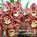 【予約販売】洋ラン【花芽付き】テーブルシンビジウム ゆめおと 4号鉢 シンビジューム 洋蘭 インテリア sno 12月上旬以降発送