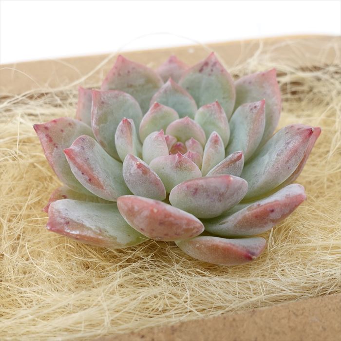 多肉植物 エケベリア シュガークリスタル 韓国苗 抜き苗 カット苗 約5cm hngのサムネイル