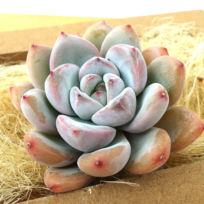 多肉植物 エケベリア スターモンロー 韓国苗 抜き苗 カット苗 約6cm hngのサムネイル