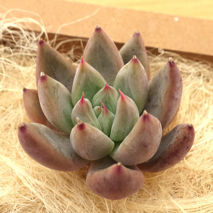 多肉植物 エケベリア モンローQ 韓国苗 抜き苗 カット苗 約5cm hngのサムネイル