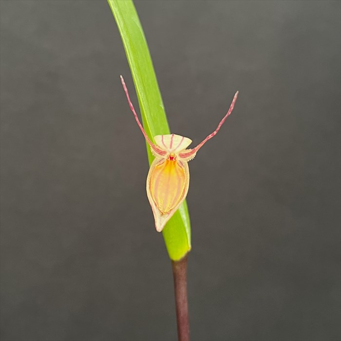 洋ラン プレウロタリス ヘミルホダ 7.5cmポット 原種 希少 珍品種 洋蘭 インテリア hrd