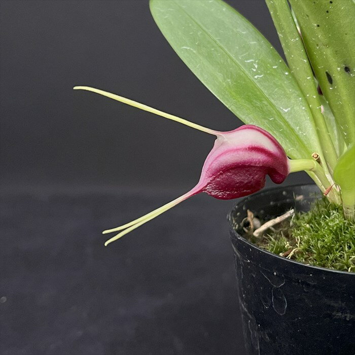 洋ラン マスデバリア ディスコイデア 7.5cmポット 原種 希少 珍品種 洋蘭 インテリア hrd