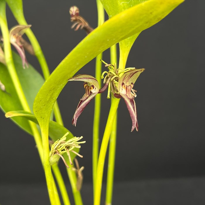 洋ラン プレウロタリス ヒッチコッキー 7.5cmポット 原種 希少 珍品種 洋蘭 インテリア hrd