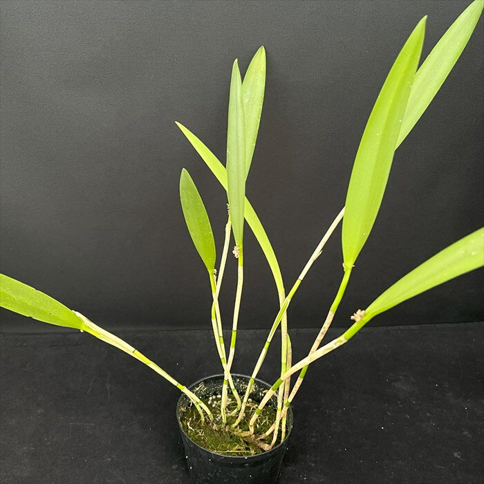 洋ラン オクトメリア ロブスタ 9cmポット 原種 希少 珍品種 洋蘭 インテリア hrd