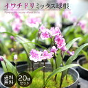 【予約販売】送料無料 イワチドリ ミックス球根 20球 福袋 山野草 岩チドリ 岩千鳥 bio 2月下旬以降発送