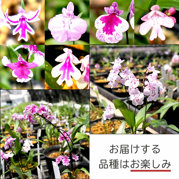 �ڤޤ�ʤ�ͽ�����ڡۡ�ͽ�����������̵�� ������ɥ� �ߥå����庬 20�� ʡ�� ������ ����ɥ� ����Ļ bio 2��ܰʹ�ȯ��