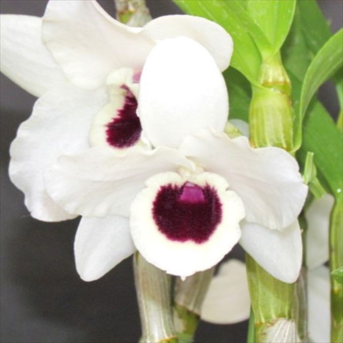 【予約販売】 洋ラン【開花見込株】デンドロビウム ユキダルマクイーン 9cm素焼き鉢 洋蘭 インテリア yam 6月上旬以降発送のサムネイル